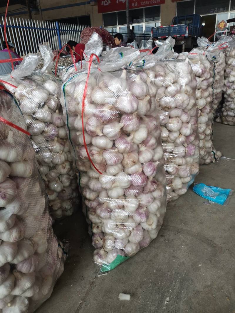 山东金乡大蒜，红皮大蒜，一手货源，冷库储存，代发全国市场