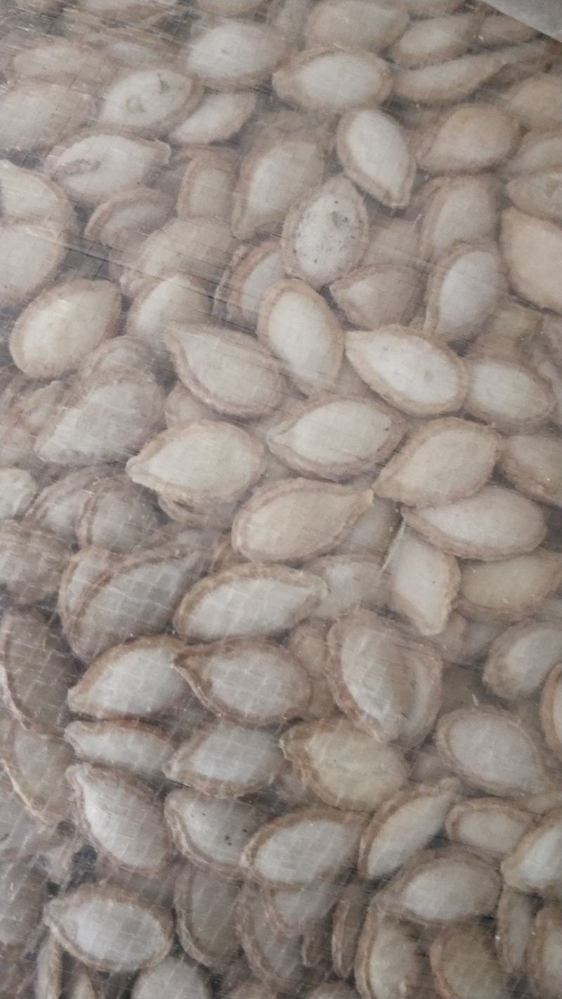 南漳县祥东农产品精选一级土南瓜籽，品牌炒货5000斤起批