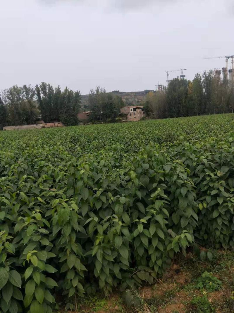 二年杜仲苗，高品质，成活率高