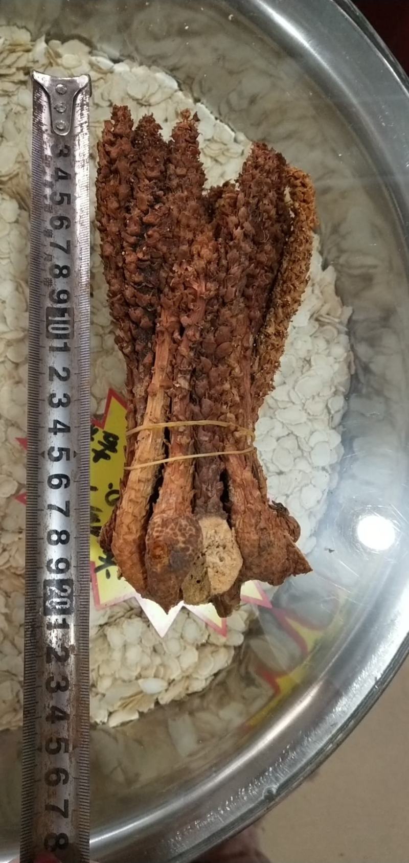 【包邮】长白山野生不老草整条不老草回春草乌拉草不老草酒