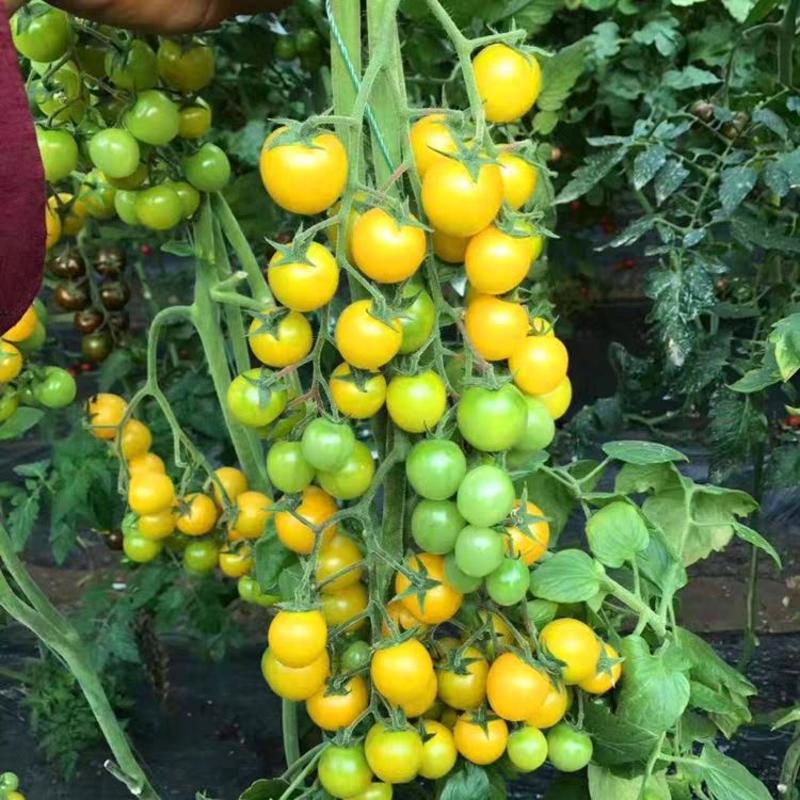 金元宝黄色樱桃番茄种子黄圣女果种子小番茄种子