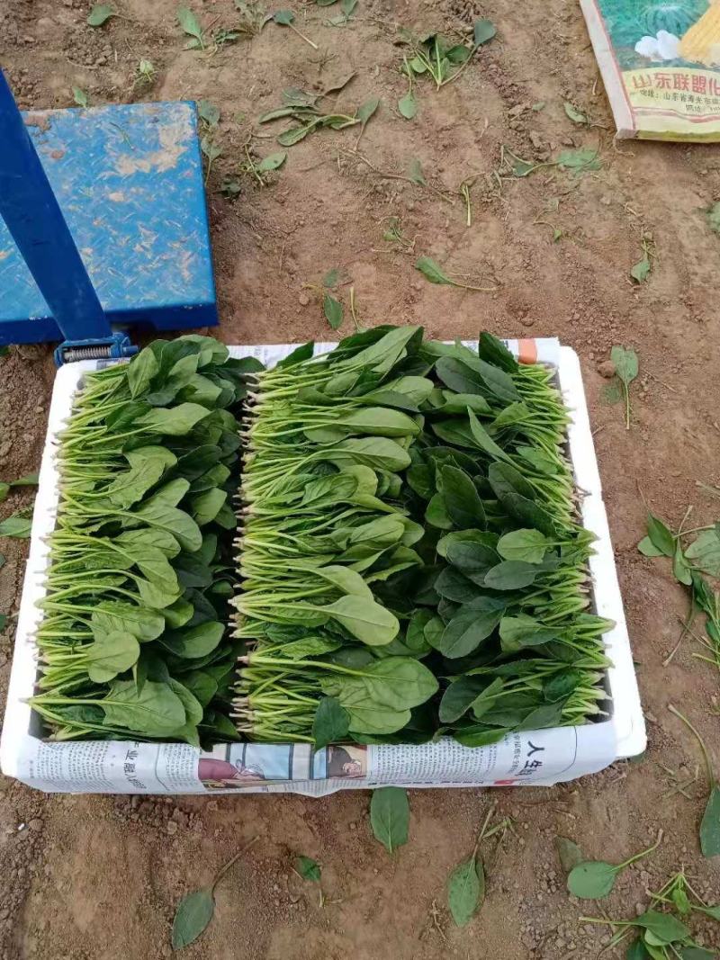 单县大棚菠菜大量上市了！各种规格，代发全国！