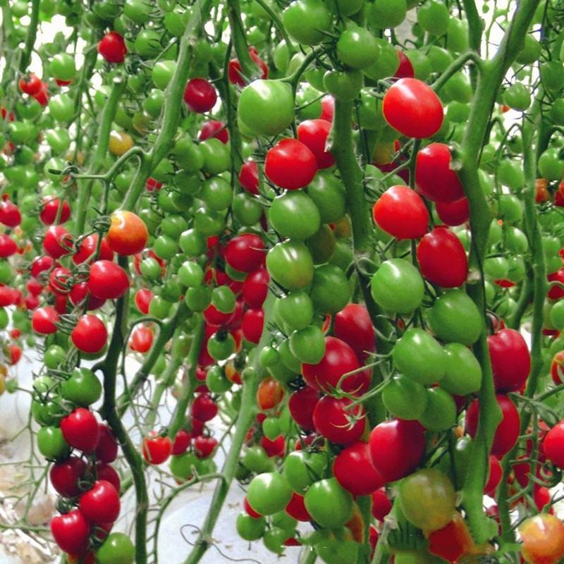 粉佳樱桃番茄种子圣女果种籽荷兰小番茄种子口感好产量高