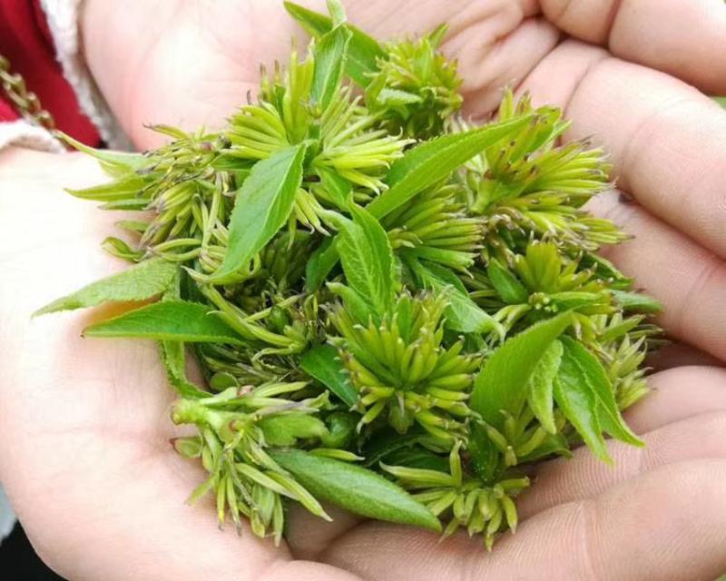 杜仲雄花茶干货产地直销花草茶挑选货每公斤