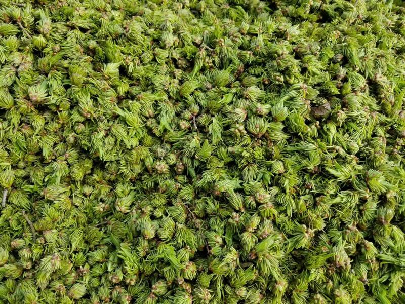 杜仲雄花茶干货产地直销花草茶挑选货每公斤