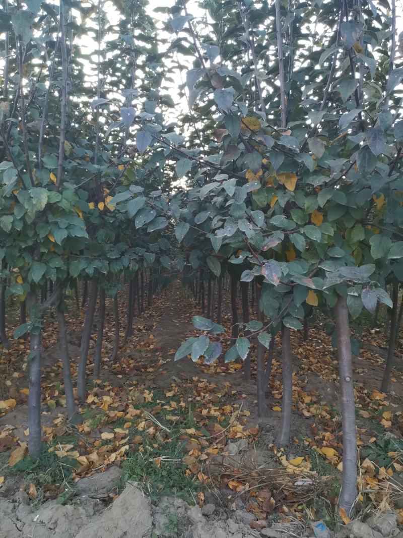寒富苹果苗，成活率高，技术指导，保品种，可签合同