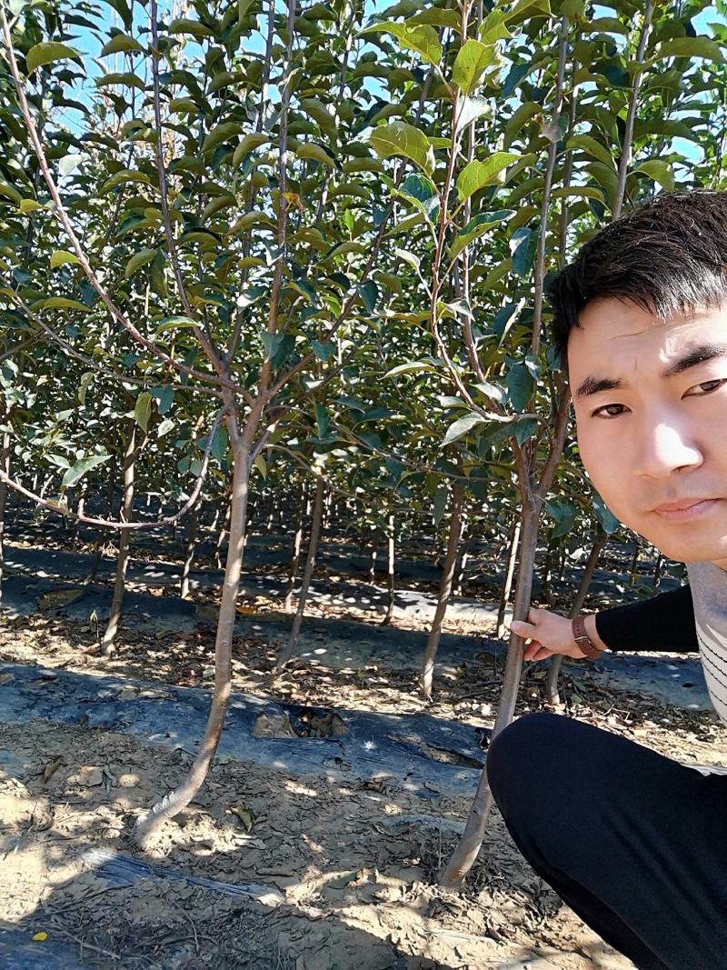 寒富苹果苗，成活率高，技术指导，保品种，可签合同