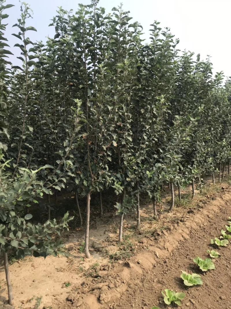 寒富苹果苗，成活率高，技术指导，保品种，可签合同