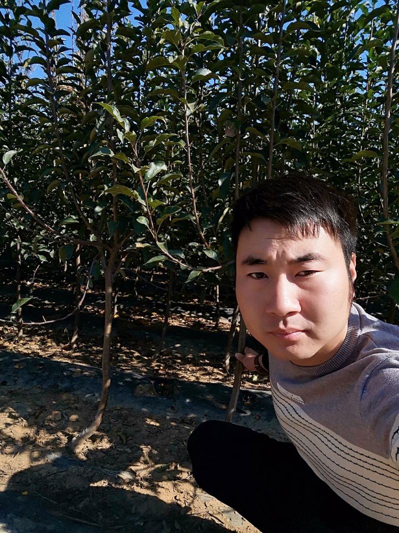 寒富苹果苗，成活率高，技术指导，保品种，可签合同