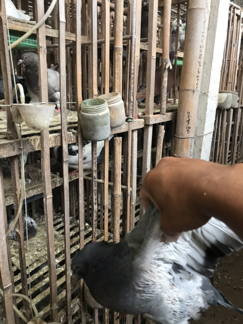 精品淘汰老鸽、乳鸽批发。养殖基地直供货源……