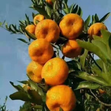 芦柑产地货源充足，物美价廉。