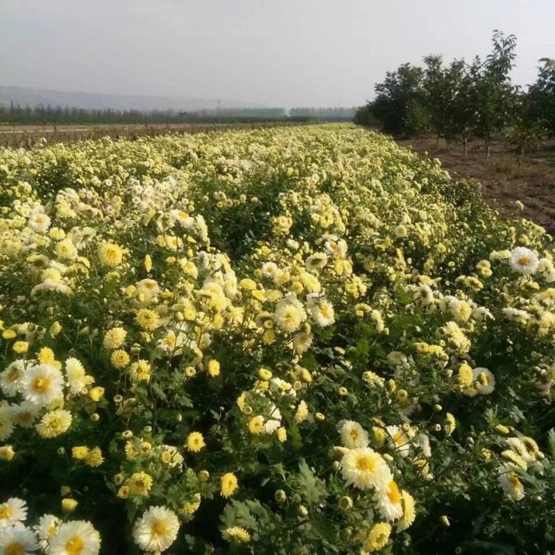 菊花苗供应。北京菊，杭白菊，提供管理。
