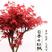 日本红枫红舞姬老桩盆景四季红枫盆景红枫树苗客厅室内盆栽植