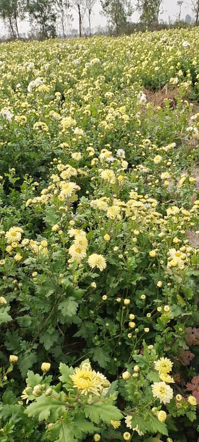 菊花苗供应。北京菊，杭白菊，提供管理。