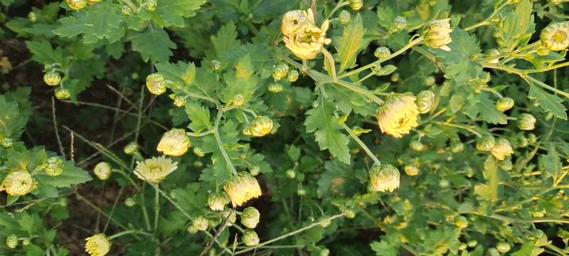 菊花苗供应。北京菊，杭白菊，提供管理。