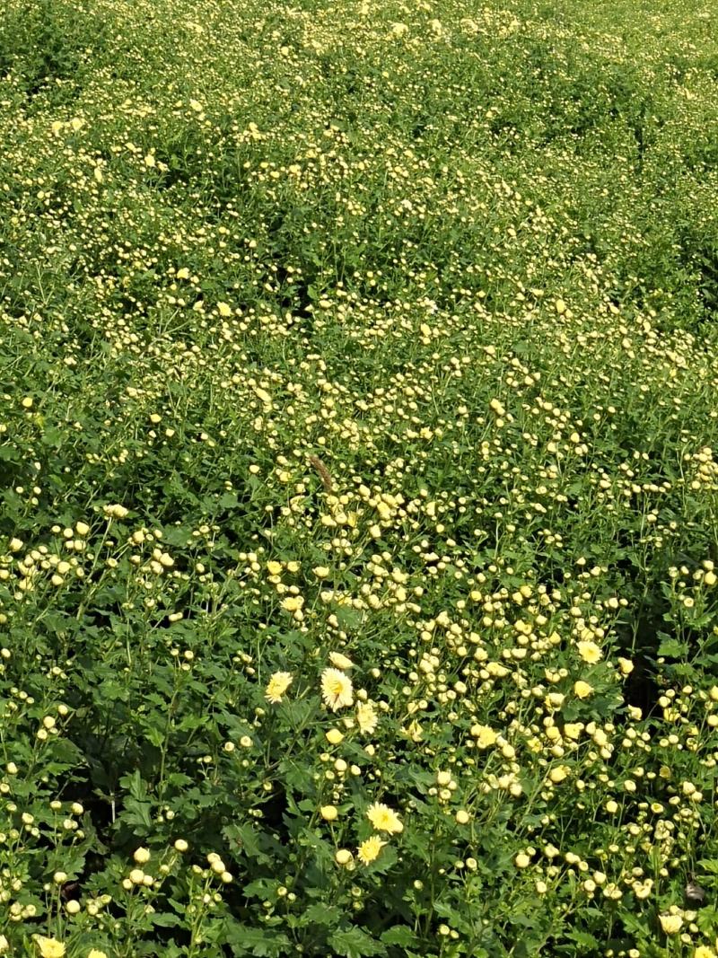 菊花苗供应。北京菊，杭白菊，提供管理。