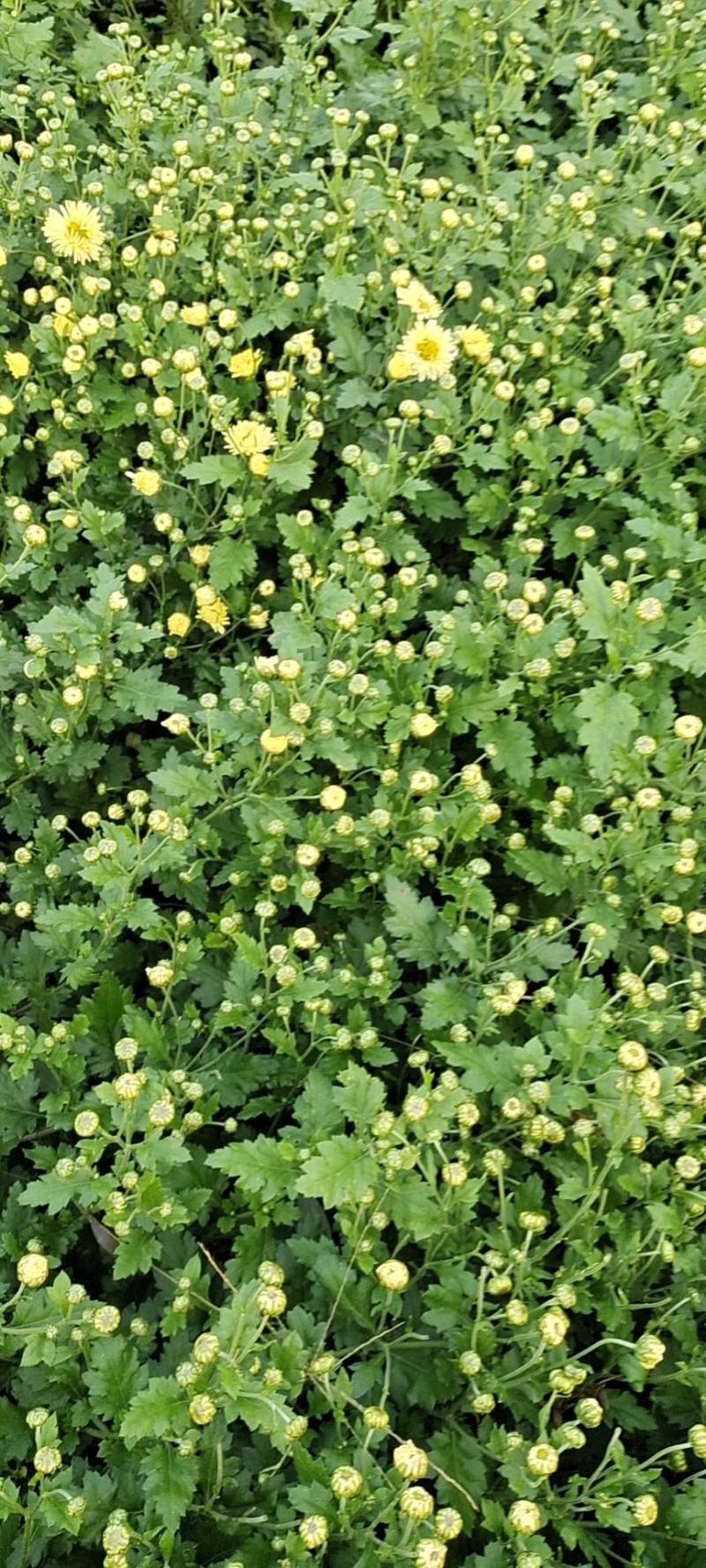 菊花苗供应。北京菊，杭白菊，提供管理。