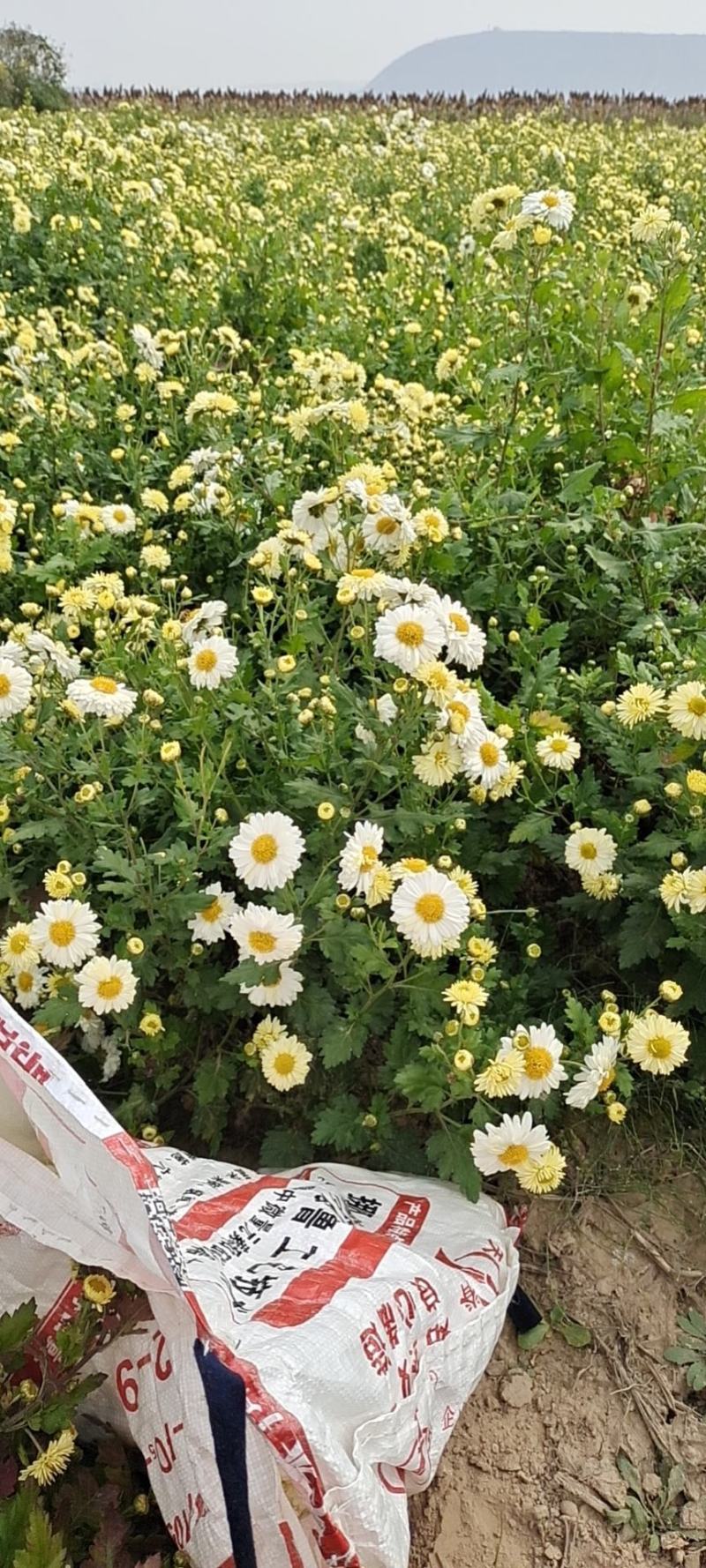 菊花苗供应。北京菊，杭白菊，提供管理。