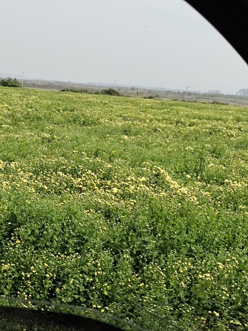 菊花苗供应。北京菊，杭白菊，提供管理。