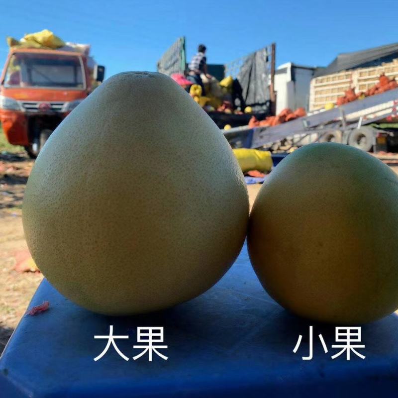 柚子，品质优良，价格实惠，果型好，皮薄肉厚，果面光滑。