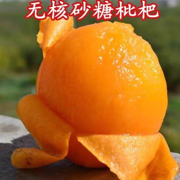 无核砂糖琵琶苗,果肉多,甜度高,基地直供