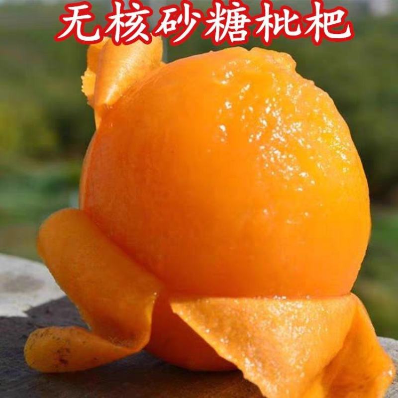 无核砂糖琵琶苗，果肉多，甜度高，基地直供