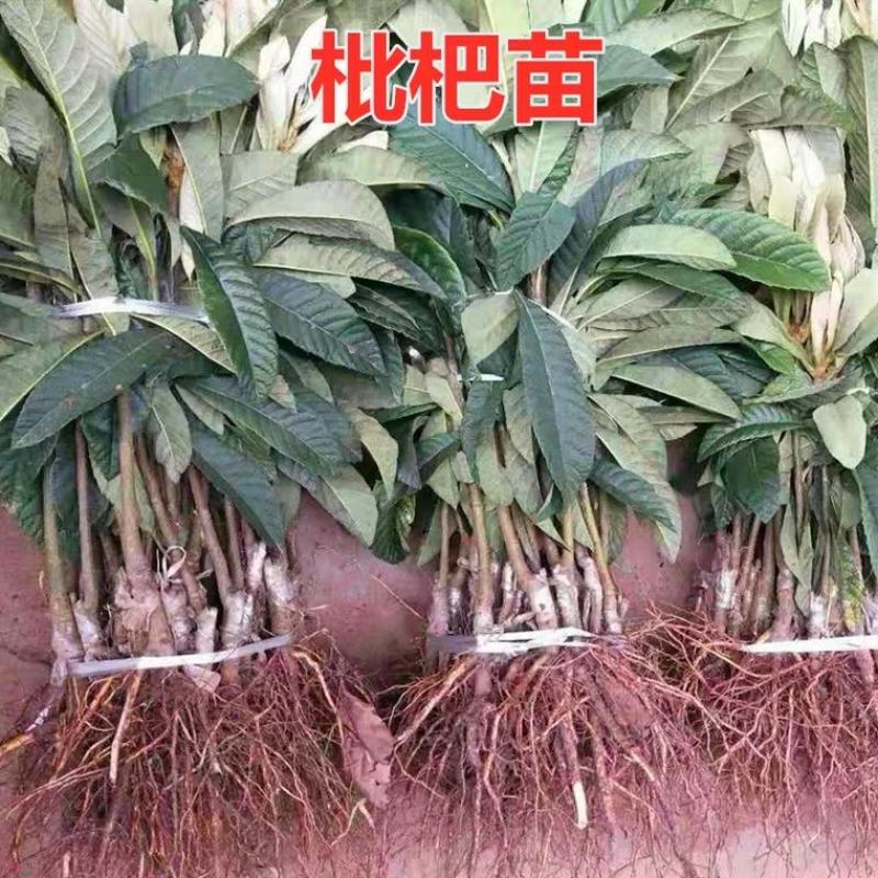 无核砂糖琵琶苗，果肉多，甜度高，基地直供