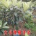 无核砂糖琵琶苗,果肉多,甜度高,基地直供