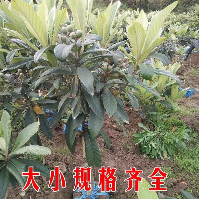无核砂糖琵琶苗，果肉多，甜度高，基地直供
