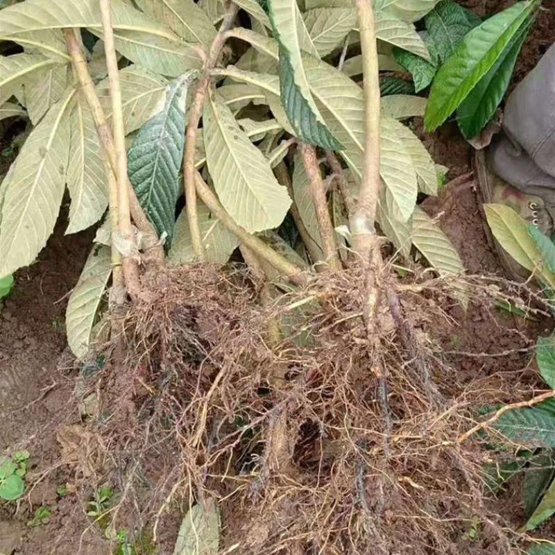 无核砂糖琵琶苗，果肉多，甜度高，基地直供