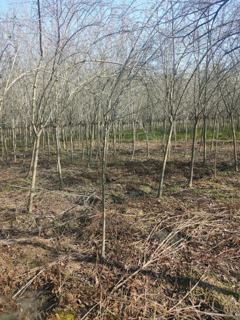 海棠规格齐全欢迎各位实地考察需要朋友的联系