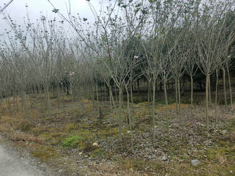 海棠规格齐全欢迎各位实地考察需要朋友的联系