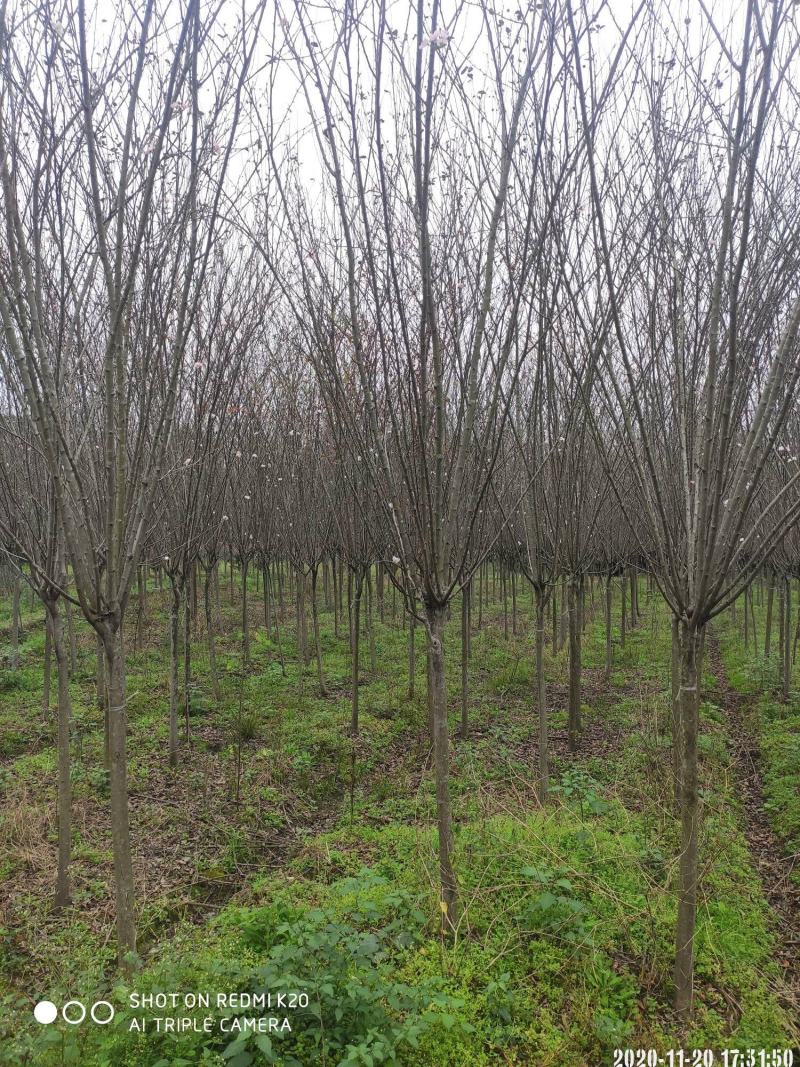 海棠规格齐全欢迎各位实地考察需要朋友的联系