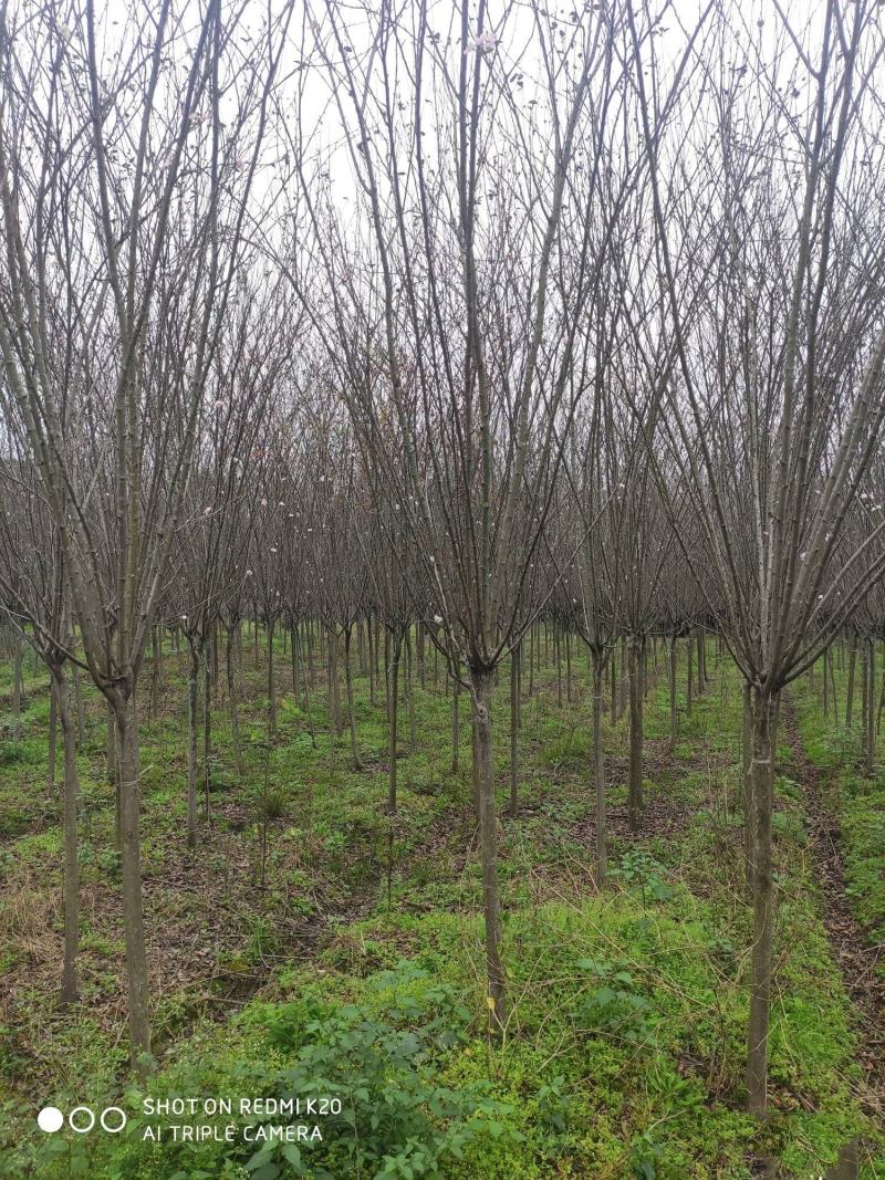 海棠规格齐全欢迎各位实地考察需要朋友的联系