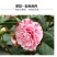 五色赤丹香水茶花盆栽庭院阳台观赏耐寒花卉山茶花国民年