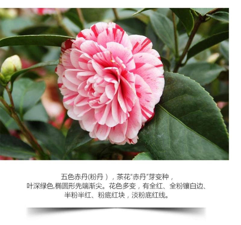五色赤丹香水茶花盆栽庭院阳台观赏耐寒花卉山茶花国民年