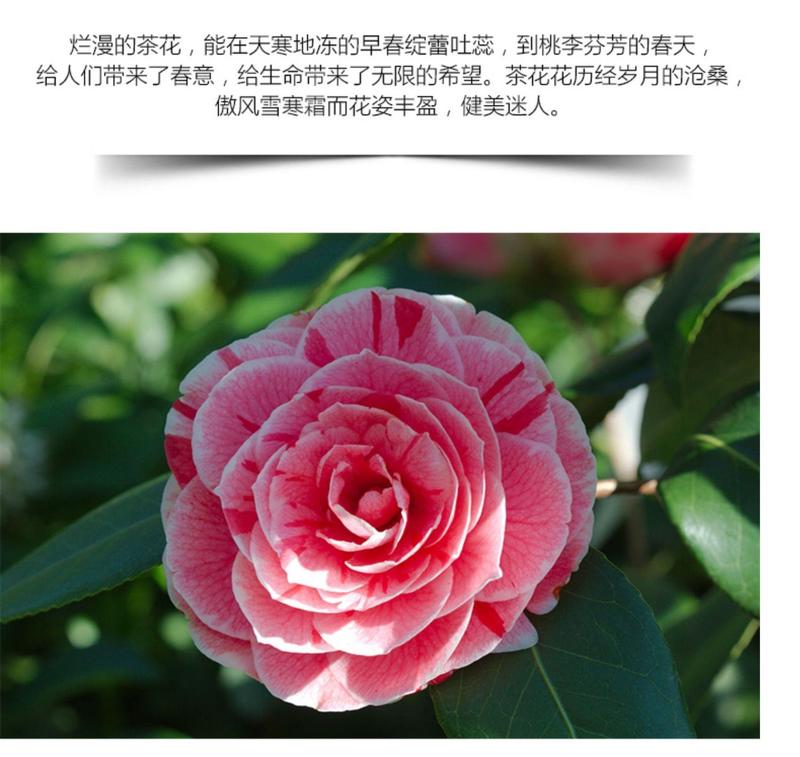 五色赤丹香水茶花盆栽庭院阳台观赏耐寒花卉山茶花国民年