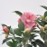 五色赤丹香水茶花盆栽庭院阳台观赏耐寒花卉山茶花国民年