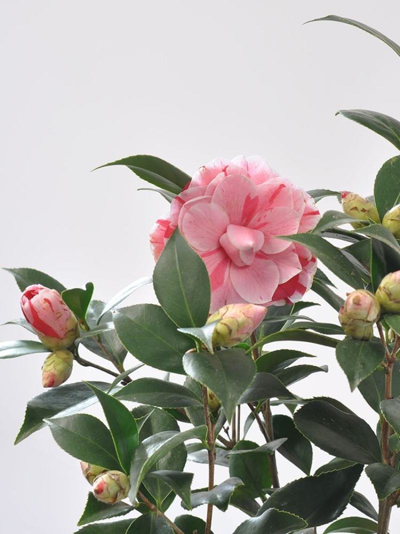 五色赤丹香水茶花盆栽庭院阳台观赏耐寒花卉山茶花国民年