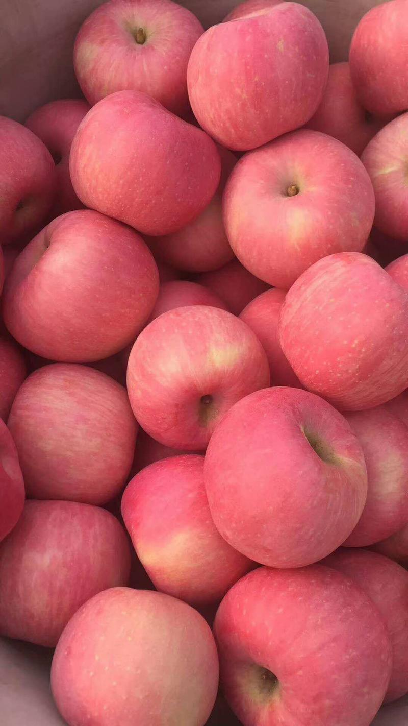 山东红富士苹果价格便宜，货源充足，产地一手货源，质量好