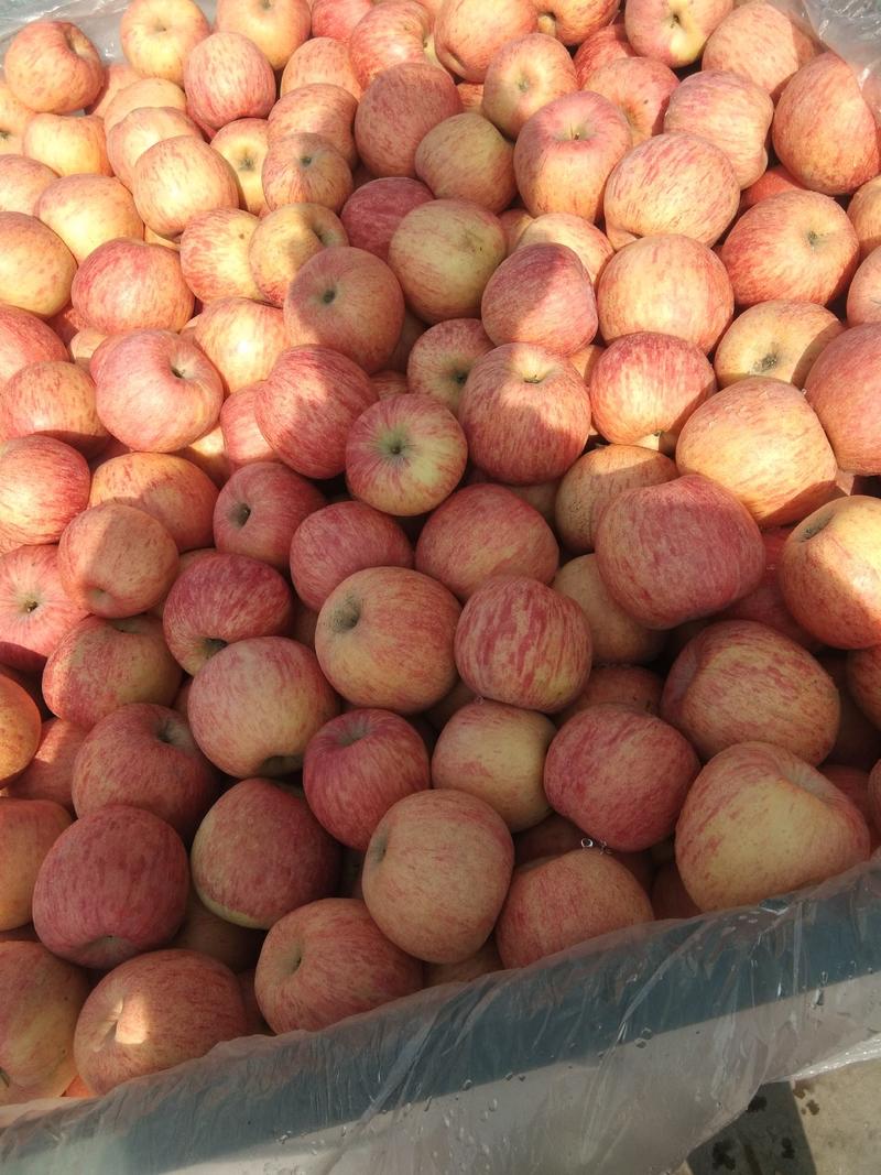 山东红富士苹果价格便宜，货源充足，产地一手货源，质量好