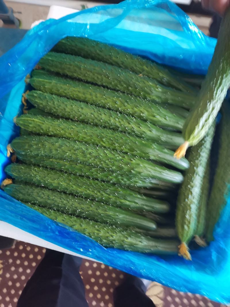 干花密刺黄瓜，产地直供
