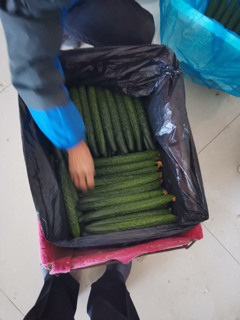 干花密刺黄瓜，产地直供