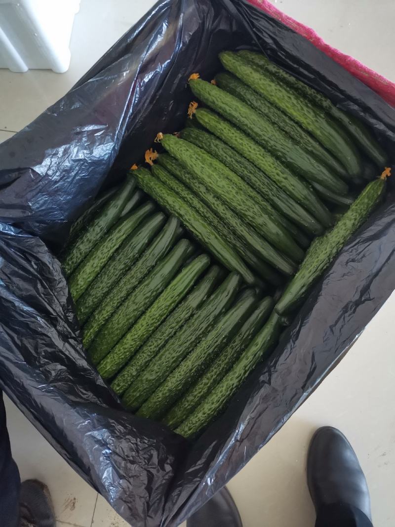 干花密刺黄瓜，产地直供