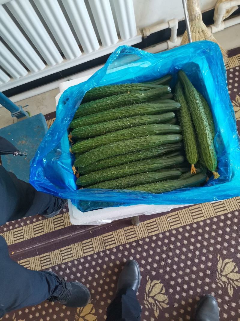 干花密刺黄瓜，产地直供