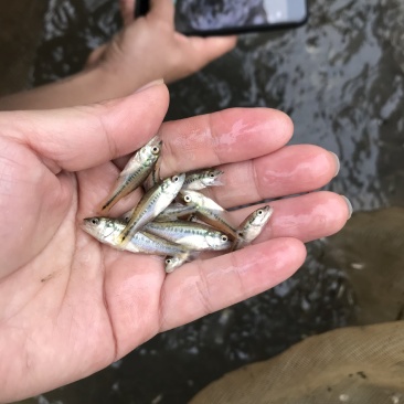 鱼苗加洲鲈鱼苗，加洲鲈水花苗高品价优欢迎联系