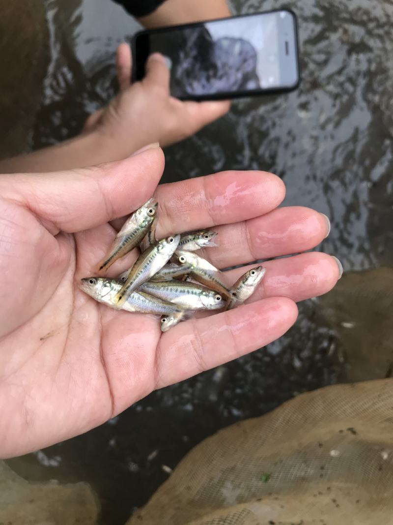 鱼苗加洲鲈鱼苗，加洲鲈水花苗高品价优欢迎联系