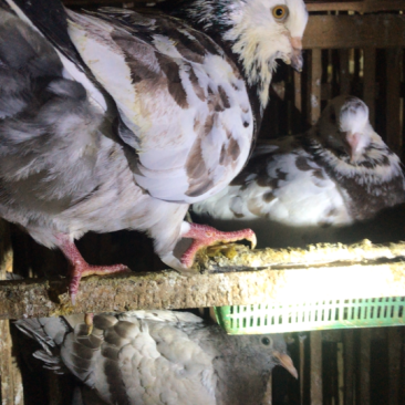 精品淘汰老鸽、乳鸽批发代理。养殖基地直供货源……