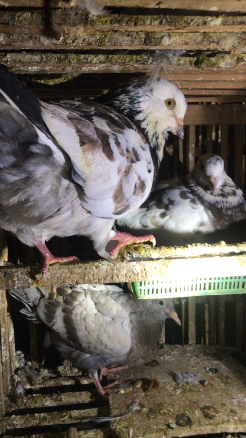 精品淘汰老鸽、乳鸽批发代理。养殖基地直供货源……