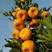 芦柑产地大量供货，光果，叶果，储存果应有尽有。